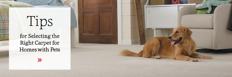 4 Tips for Selecting Pet-Proof Carpet