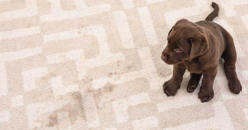 The Best Carpet Padding For Pet Owners